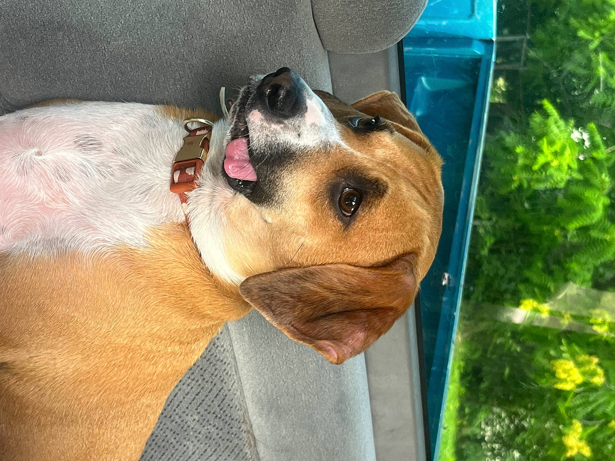 Valentine is registered to the contest to win money with this photo: basset_hound, canidae, carnivore, collar, comfort, companion_dog, dog, dog_breed, dog_collar, dog_supply, eyewear, fawn, pet_supply, plant, scent_hound, snout, sporting_group, tree, whiskers, working_animal