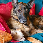 Palatine a rejoint le concours — aidez-le/la à gagner de superbes lots ! dog, german_shepherd, chihuahua, couch, red_cushion, blue_blanket, wooden_armrest, pet, animal, domestic, snuggling, resting, fur, ears, nose, indoor, companion, cute, relaxed, friendship