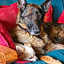 dog, german_shepherd, chihuahua, couch, red_cushion, blue_blanket, wooden_armrest, pet, animal, domestic, snuggling, resting, fur, ears, nose, indoor, companion, cute, relaxed, friendship