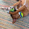 Duke joined the competition — help win amazing prizes! animal, blue_collar, brown_dog, canine, chewing, collar, cute, dog, floor, fun, green_toy, indoor, paw, pet, pet_play, playful, rug, striped_rug, toy, yellow_collar