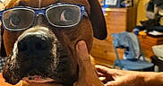 Duke joined the competition — help win amazing prizes! animal, brown_dog, casual, chair, closeup, curtains, dog, drawer, furniture, glasses, hand, indoor, living_room, orange_bedspread, person, pet, portrait, tattoo, white_chest, window