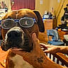 animal, brown_dog, casual, chair, closeup, curtains, dog, drawer, furniture, glasses, hand, indoor, living_room, orange_bedspread, person, pet, portrait, tattoo, white_chest, window