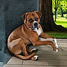dog, brown_dog, white_markings, porch, tiled_floor, tree_trunk, green_grass, park, outdoor, canine, pet, animal, relaxed, resting, looking_up, nature, sunlight, summer, quiet, peaceful