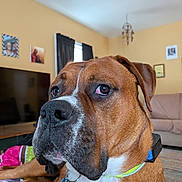 Duke is registered to the contest to win money with this photo: blanket, brown_dog, canine, close_up, curtains, dog, domestic_animal, dreamcatcher, floor, furniture, indoor, living_room, pet_collar, portrait, resting, sofa, television, wall_art, white_markings, window