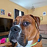 blanket, brown_dog, canine, close_up, curtains, dog, domestic_animal, dreamcatcher, floor, furniture, indoor, living_room, pet_collar, portrait, resting, sofa, television, wall_art, white_markings, window