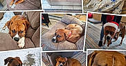 Duke joined the competition — help win amazing prizes! dog, boxer, puppy, cat, couch, rug, indoor, pet, animal, sleeping, resting, person, hat, collage, home, furniture, floor, blanket, tile, window