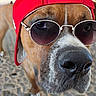 dog, close_up, sunglasses, red_cap, brown_dog, outdoor, cobblestone, nostrils, face, pet, canine, fashion, accessories, summer, sunset, animal, portrait, cool, hat, funny
