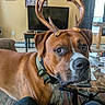 dog, antlers, indoor, living_room, furniture, television, table, collar, brown_dog, pet, curious, novelty, antler_headband, carpet, human_leg, wall_art, window, curtains, home, decor