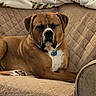 Duke joined the competition — help win amazing prizes! animal, blanket, brown_dog, collar, couch, cozy, dog, domestic_animal, face, furniture, holiday_blanket, home, indoor, nap, paw, pet, quilted_couch, relaxed, resting, sleeping