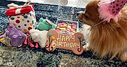 Bella is registered to the contest to win money with this photo: dog, party_hat, birthday, cookie, gift_box, plush_toys, carpet, indoor, floor, celebration, pet, canine, orange_fur, sniffing, festive, decorations, closeup, animal, cute, small_dog