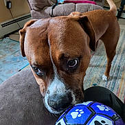 Pepper joined the competition — help win amazing prizes! blanket, brown_dog, canine, carpet, close_up, curious, dog, domestic_animal, floor, furniture, indoor, living_room, paw_prints, pet, playful, recliner, sniffing, tail, toy_ball, white_markings