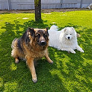 Clint Et Barry participe au concours pour gagner de l'argent avec cette photo : dog, german_shepherd, samoyed, grass, outdoor, sunlight, shadow, tree, pet, animal, fluffy, canine, nature, relaxing, summer, greenery, backyard, companions, laying, daytime