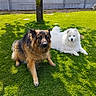 dog, german_shepherd, samoyed, grass, outdoor, sunlight, shadow, tree, pet, animal, fluffy, canine, nature, relaxing, summer, greenery, backyard, companions, laying, daytime