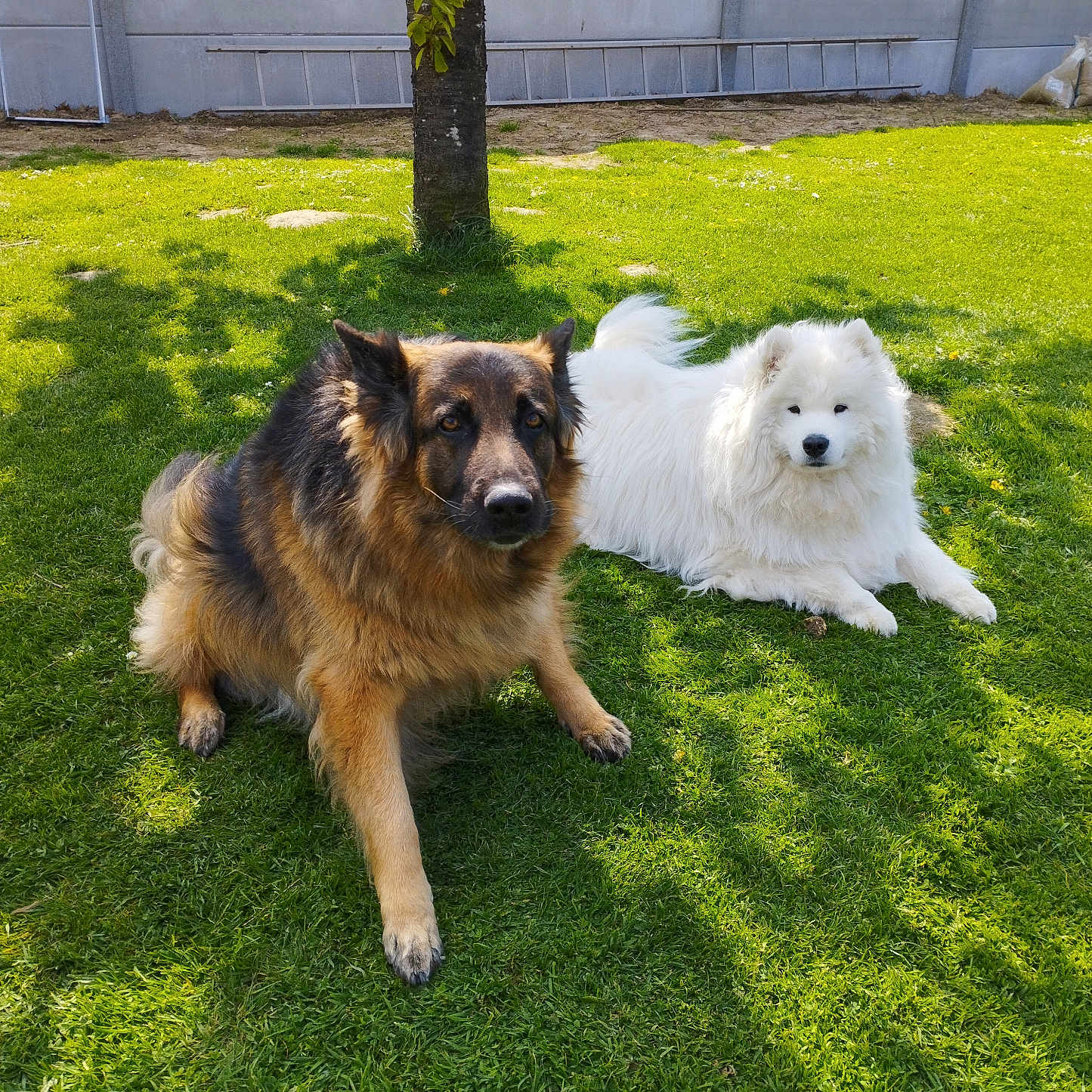 Clint Et Barry participe au concours pour gagner de l'argent avec cette photo : dog, german_shepherd, samoyed, grass, outdoor, sunlight, shadow, tree, pet, animal, fluffy, canine, nature, relaxing, summer, greenery, backyard, companions, laying, daytime