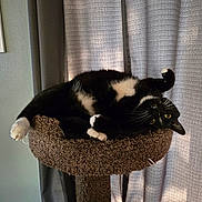 Cassian joined the competition — help win amazing prizes! cat, tuxedo_cat, pet, animal, feline, cat_tree, carpeted, indoor, curtains, relaxed, upside_down, yellow_eyes, whiskers, paw, cozy, sunlight, window, home, resting, cute