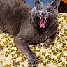 animal, cat, claws, cozy, cute, feline, floral_pattern, furniture, gray_cat, home, indoor, mouth_open, nap_time, paw, pet, quilt, relaxed, resting, teeth, yawning