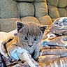 Azriel joined the competition — help win amazing prizes! kitten, gray_cat, blanket, sofa, pet, cute, furry, indoor, cozy, small_animal, young_cat, fur, domestic_cat, comfort, resting, home, animal, relaxation, soft_texture, curious