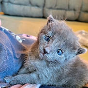 Azriel is registered to the contest to win money with this photo: kitten, gray_fur, blue_eyes, cute, pet, indoor, cozy, snuggling, young_animal, soft_texture, close_up, couch, blanket, fur, animal_face, domestic_cat, resting, small_paws, curious_gaze, warm_lighting