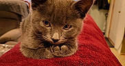 Azriel joined the competition — help win amazing prizes! kitten, gray_cat, feline, pet, indoor, blanket, red_blanket, cozy, curious, animal, cute, fur, whiskers, ears, paws, resting, window, curtains, living_room, home