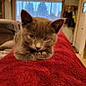 kitten, gray_cat, feline, pet, indoor, blanket, red_blanket, cozy, curious, animal, cute, fur, whiskers, ears, paws, resting, window, curtains, living_room, home