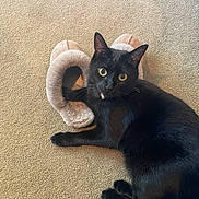 Rhys is registered to the contest to win money with this photo: black_cat, cat, pet, animal, slipper, footwear, carpet, indoor, cozy, paw, fur, whiskers, curious, relaxed, domestic, mammal, resting, cute, companion, household