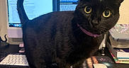 Rhys joined the competition — help win amazing prizes! black_cat, cat, pet, green_eyes, purple_collar, desk_mat, books_illustration, crystal_ball_illustration, computer_screen, keyboard, mouse, notebooks, workspace, indoor, curious_cat, feline, close_up, domestic_cat, home_office, technology