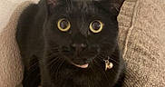 Rhys joined the competition — help win amazing prizes! animal, beige, bell, black_cat, cat, close_up, collar, couch, curious, cute, domestic_cat, furniture, indoor, mammal, pet, resting, texture, tongue_out, wall, wide_eyes