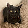 Rhys joined the competition — help win amazing prizes! black_cat, cat, pet, animal, indoor, furniture, couch, beige, curious, wide_eyes, collar, bell, tongue_out, texture, wall, close_up, mammal, cute, domestic_cat, resting