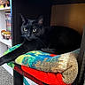 Rhys joined the competition — help win amazing prizes! black_cat, cat, blanket, furniture, shelf, figurine, toy, dvd, indoor, cozy, pet, animal, resting, cubicle, carpet, colorful, soft, relaxing, curious, cute