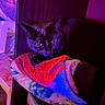 Rhys joined the competition — help win amazing prizes! animal, black_cat, cat, close_up, colorful, comfort, cozy, curious, dark_background, domestic, feline, indoor, pet, purple_light, quiet, red_light, resting, shadow, soft_texture, towel