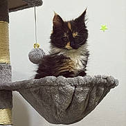 Bella a rejoint le concours — aidez-le/la à gagner de superbes lots ! angora, animal, architecture, birdbath, blackcat, cat, cushion, fountain, furniture, homedecor, jar, kitten, manx, pet, plant, planter, pottedplant, pottery, vase, water