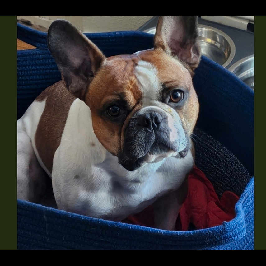 Bader joined the competition — help win amazing prizes! animal, basket, blue, bowl, brown, cozy, cute, dog, ears, expression, face, french_bulldog, fur, home, indoor, looking, pet, red_cloth, resting, white