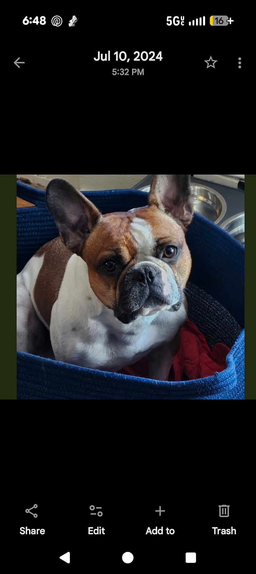 Bader joined the competition — help win amazing prizes! animal, basket, blue, bowl, brown, cozy, cute, dog, ears, expression, face, french_bulldog, fur, home, indoor, looking, pet, red_cloth, resting, white