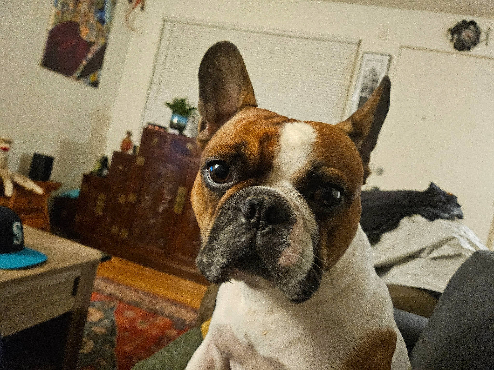 Bader joined the competition — help win amazing prizes! bulldog, canidae, carnivore, comfort, companion_dog, dog, dog_breed, drawer, ear, fawn, houseplant, picture_frame, plant, snout, sporting_group, terrestrial_animal, toy_dog, whiskers, working_animal, wrinkle