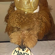 Muncy joined the competition — help win amazing prizes! animal, birthday, bones, brown_fur, cake, celebration, close_up, crown, curly_fur, cute, decorated_cake, dog, festive, indoor, party, paw_prints, pet, sniffing, table, white_frosting