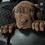 adorable, animal, brown_dog, car_interior, close_up, cute, dog, ears, expression, face, grip, indoor, leather_seat, looking, paws, pet, puppy, snout, vehicle, young_dog