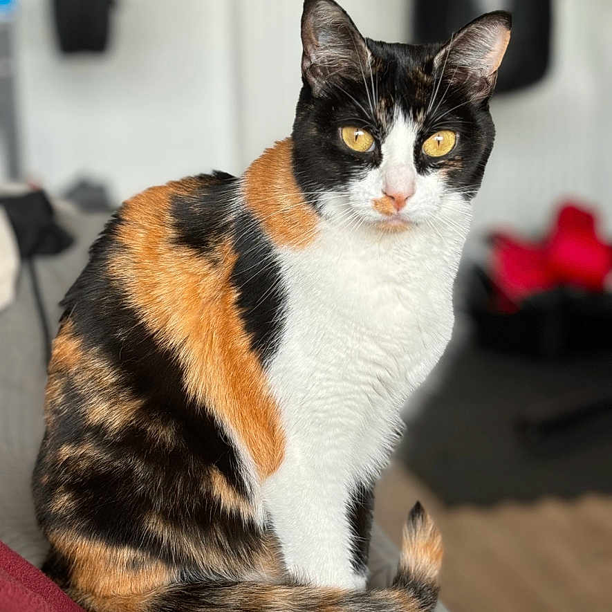 Tizy a rejoint le concours — aidez-le/la à gagner de superbes lots ! abyssinian, animal, art, cat, collage, computer, computerhardware, computerkeyboard, electronics, hardware, kitten, laptop, machine, manx, monitor, pc, pet, screen, tv, wheel