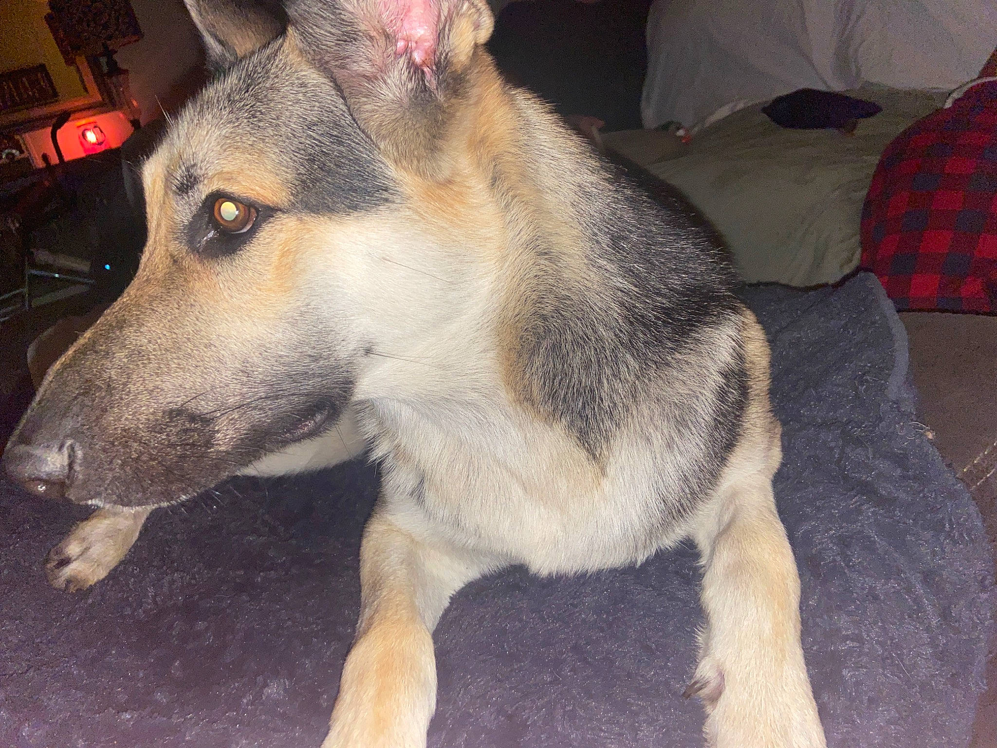 Harley joined the competition — help win amazing prizes! ancient_dog_breeds, canidae, canis, carnivore, collar, companion_dog, dog, dog_breed, fawn, fur, non_sporting_group, pattern, pet_supply, plaid, snout, sporting_group, tartan, terrestrial_animal, whiskers, working_dog