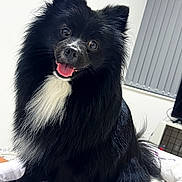 Lacis is registered to the contest to win money with this photo: dog, black_dog, fluffy, pet, animal, indoor, happy, tongue_out, bed, blanket, fur, cute, smiling, companion, domestic_animal, portrait, sitting, white_patch, friendly, canine