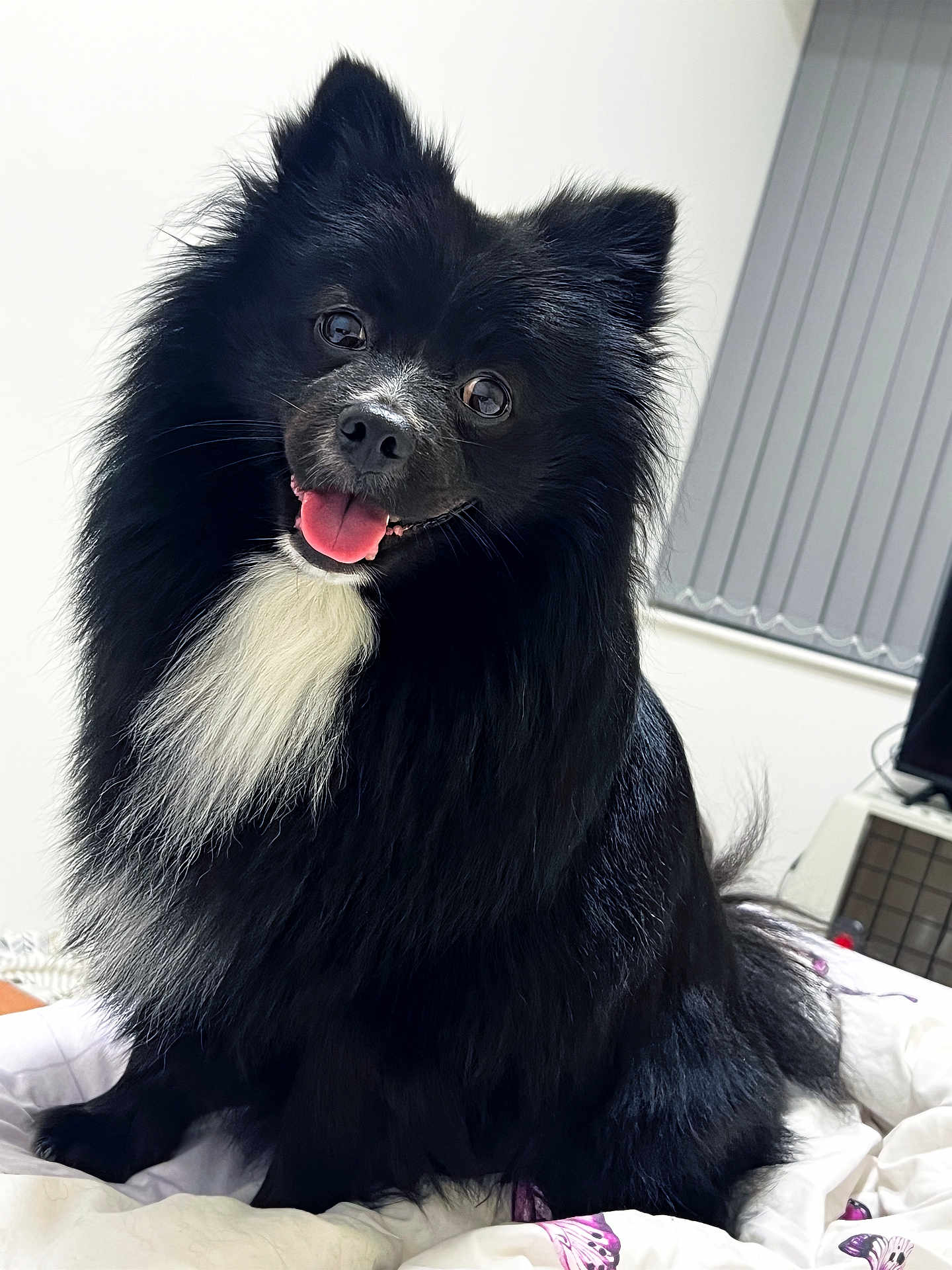 Lacis is registered to the contest to win money with this photo: dog, black_dog, fluffy, pet, animal, indoor, happy, tongue_out, bed, blanket, fur, cute, smiling, companion, domestic_animal, portrait, sitting, white_patch, friendly, canine