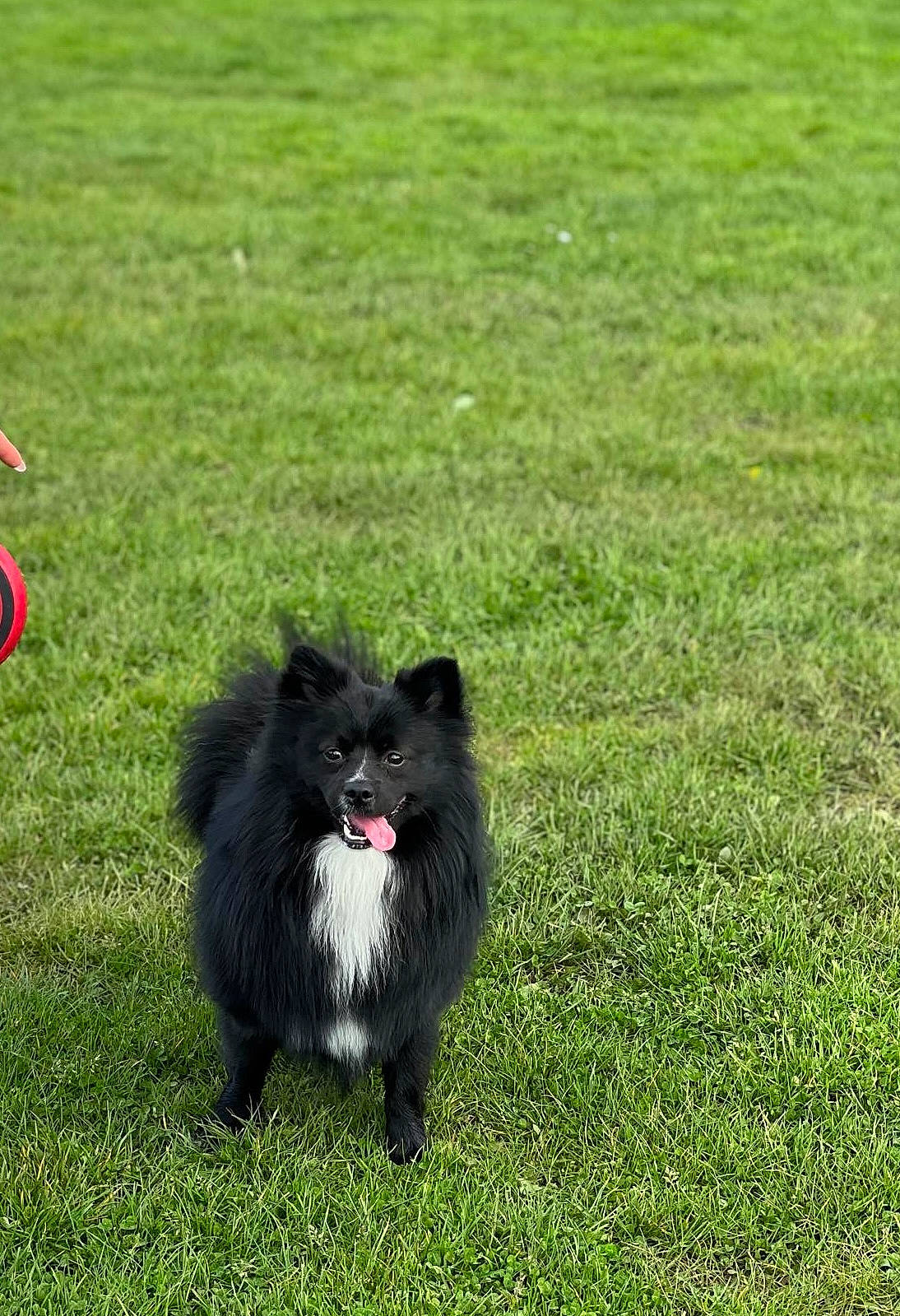 Lacis is registered to the contest to win money with this photo: animal, black_dog, canine, cute, daytime, dog, fetch, fluffy, frisbee, fur, grass, happy, mammal, nature, outdoor, park, pet, playful, standing, tongue_out