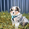 adorable, animal, australian_shepherd, backdrop, blue_harness, cute, dandelion, dog, ears, fence, fluffy, fur, grass, nose, outdoor, pet, portrait, puppy, sitting, young_dog