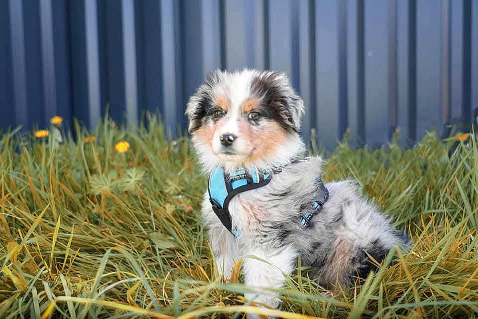 Marlay a rejoint le concours — aidez-le/la à gagner de superbes lots ! dog, puppy, australian_shepherd, blue_harness, grass, fence, outdoor, pet, animal, fur, fluffy, sitting, portrait, cute, adorable, young_dog, ears, nose, dandelion, backdrop