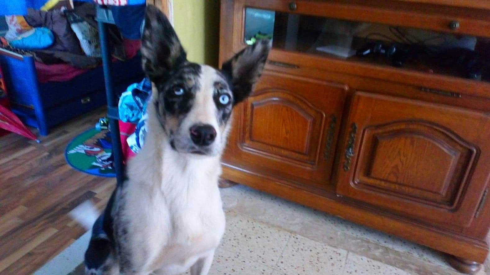 Max participe au concours pour gagner de l'argent avec cette photo : canidae, carnivore, companion_dog, dog, dog_breed, mammal, miniature_fox_terrier, rare_breed_dog, rat_terrier, smooth_fox_terrier, teddy_roosevelt_terrier, tenterfield_terrier, vertebrate