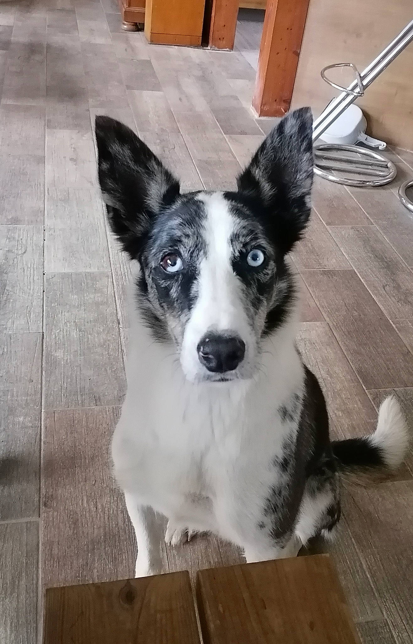 Max a rejoint le concours — aidez-le/la à gagner de superbes lots ! art, carnivore, companion_dog, dog, dog_breed, floor, flooring, fur, hardwood, herding_dog, kitchen_utensil, mcnab, plank, snout, sporting_group, whiskers, wood, wood_stain, working_animal, working_dog