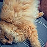 cat, cozy, cushion, cute, domestic_animal, feline, fluffy, fur, heart, indoor, nap, orange_cat, paw, pet, relaxed, resting, sleeping, soft, striped, whiskers