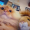 animal, cat, closeup, cozy, cute, decoration, domestic_cat, feline, fluffy, indoor, living_room, orange_cat, pet, photography, playful, portrait, soft_fur, stuffed_animal, toy_lion, wide_eyes