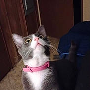 Smoky is registered to the contest to win money with this photo: animal, carpet, cat, curious, cute, domestic_animal, ears, feline, gray_cat, household, indoor, looking_up, mammal, pet, pink_collar, tail, whiskers, white_fur, wood_paneling, young_cat