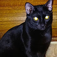 Leonard joined the competition — help win amazing prizes! black_cat, cat, indoor, wooden_drawer, yellow_eyes, pet, animal, feline, egg_carton, blueberry_muffin_mix, kitchen, domestic, fur, whiskers, ears, sitting, looking, household, mystery, glowing_eyes