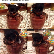 Baby is registered to the contest to win money with this photo: puppy, dog, mug, tablecloth, indoor, cute, small, brown, black, pet, animal, collage, four_photos, closeup, toy, decor, colorful, candy, container, playful